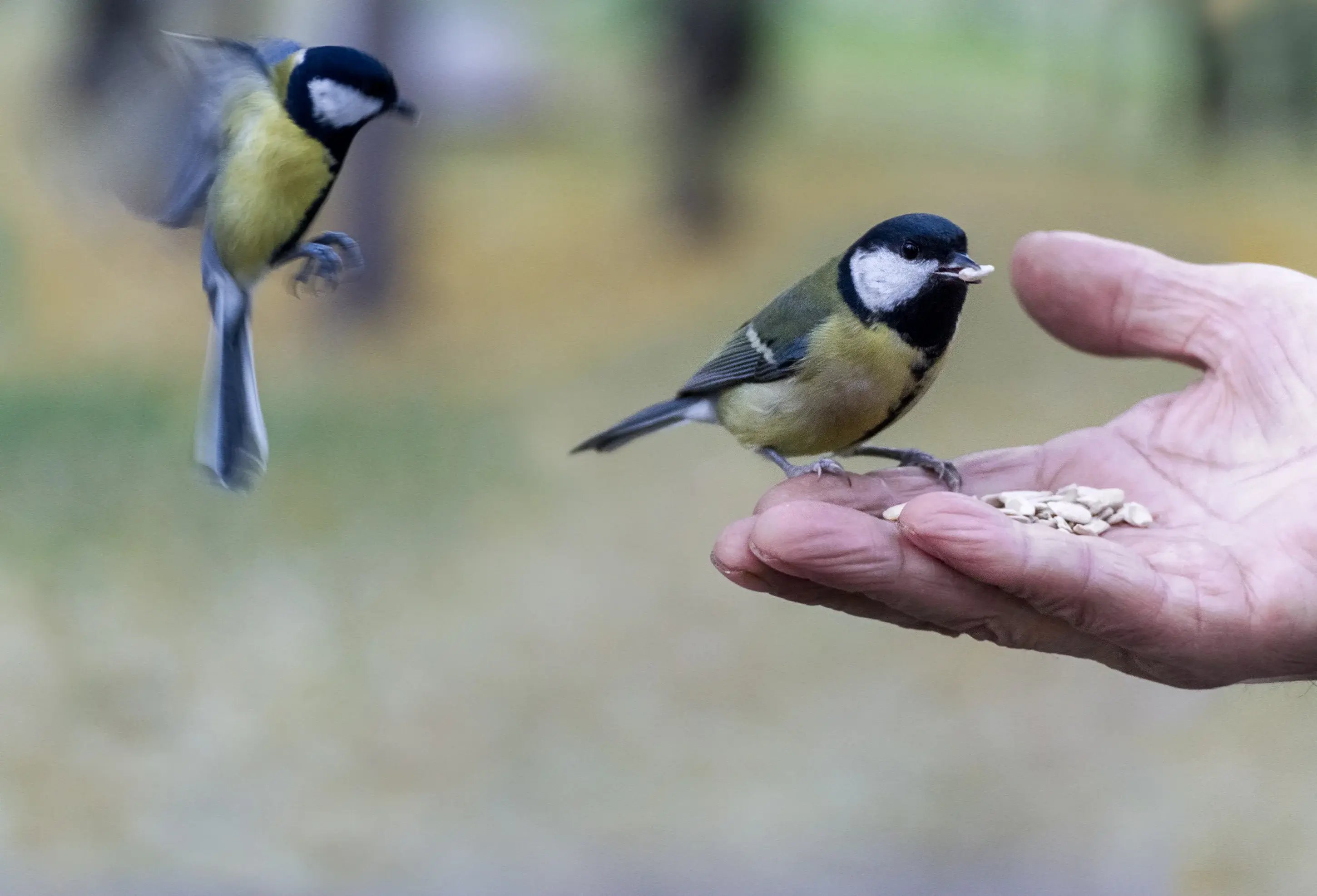 feeding-wildlife